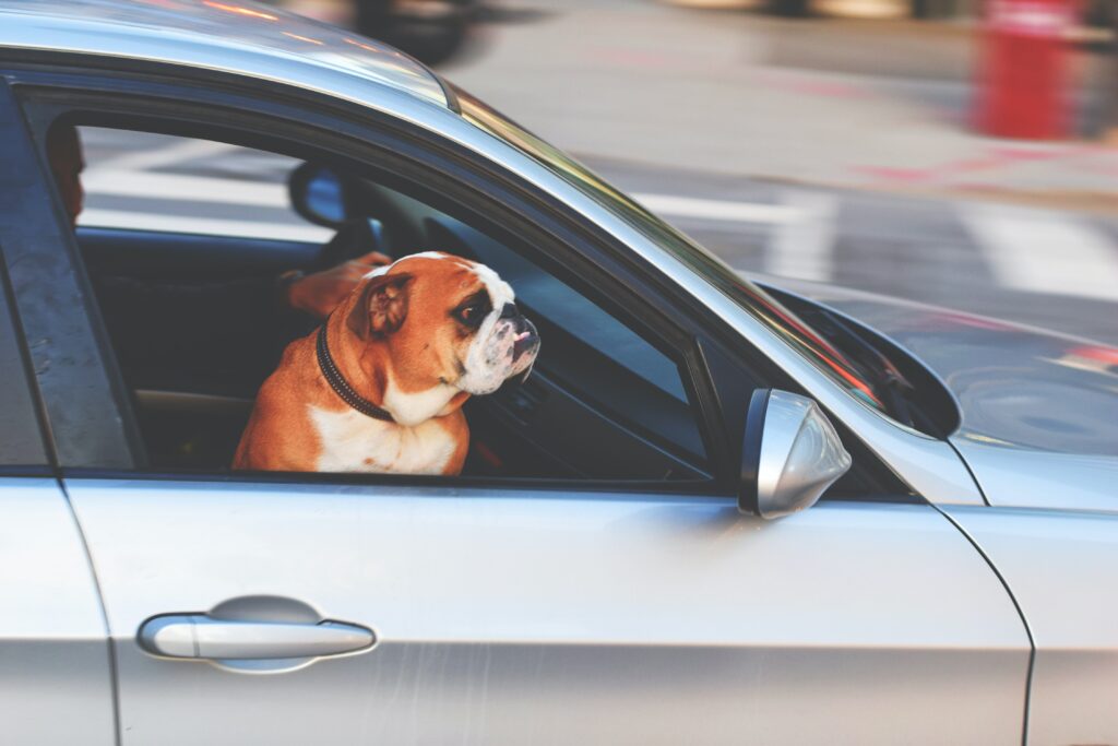 keep your pet safe when travelling by car