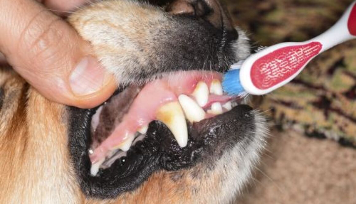 Dental disease in pets