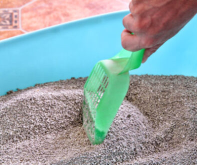 Cleaning cat litter box. Hand is cleaning of cat litter box with green spatula. Toilet cat cleaning sand. Man hand and cat litter box. Kitty litter. Plastic scoop and shovel. Cleaning cat excrement.