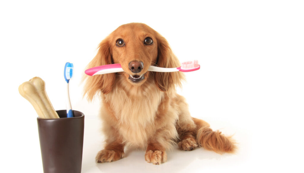 Dog and tooth brush